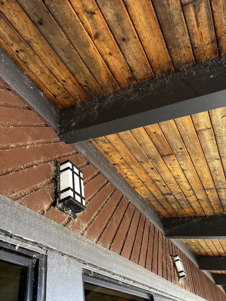 Spider Web Prevention