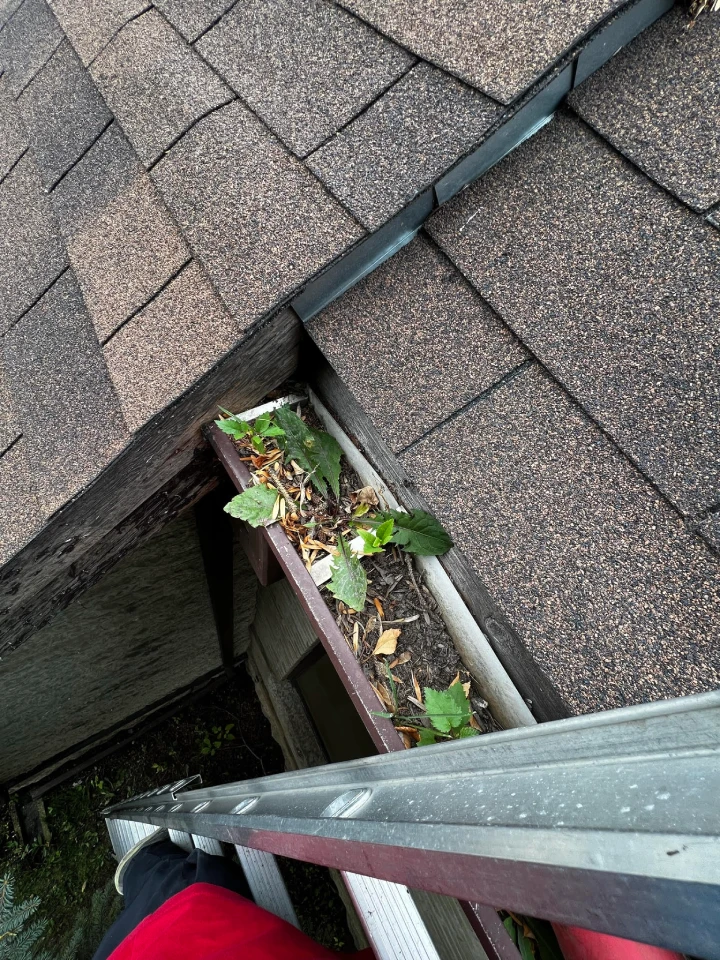 Gutter Cleaning 1
